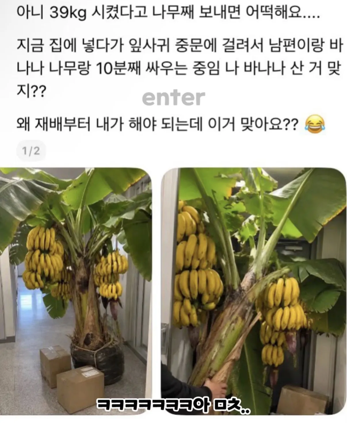 바나나 13kg짜리 모르고 3박스 시켰더니.jpg