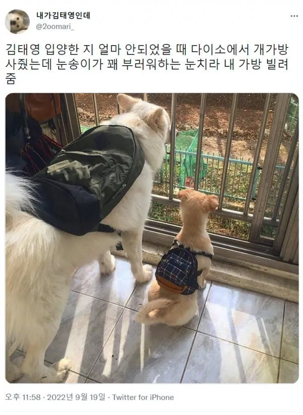 가방이 부러웠던 대형견.jpg